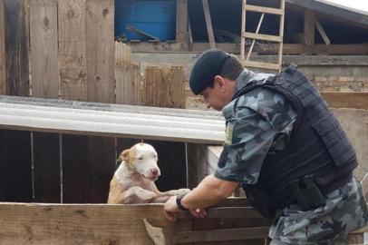 Cães são resgatados pela Brigada Militar