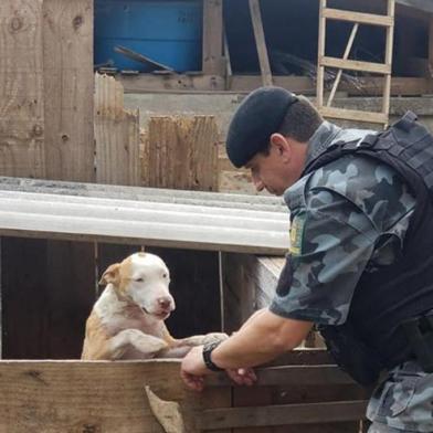 Cães são resgatados pela Brigada Militar