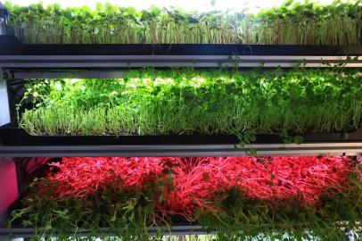  PORTO ALEGRE -RS- BR - 04.12.2019Fazenda indoor de microgreens.Matheus Von Muhlenn, da Urban Farmcy.FOTÓGHRAFO: TADEU VILANI AGÊNCIARBS - Editoria/Caderno: Caderno Doc<!-- NICAID(14347597) -->