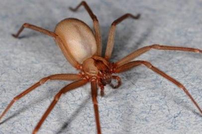 Aranha-marrom é uma espécie de aracnídeo comum no Rio Grande do Sul, cuja picada pode prococar a necrosa da pele na região atingida. Em altas temperaturas, tende a aumentar a proliferação do animal.<!-- NICAID(14357464) -->