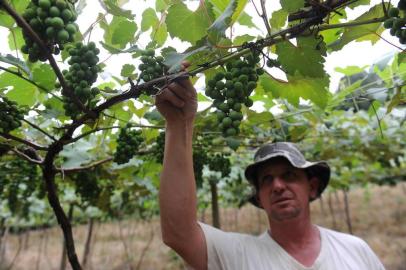  CAXIAS DO SUL, RS, BRASIL, 12/12/2019 - Safra de Frutas na Serra deve render 705 mil toneladas. NA FOTO: Gustavo Roglio, produtor de Uva, São Luiz da Terceira Légua. (Marcelo Casagrande/Agência RBS)