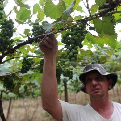  CAXIAS DO SUL, RS, BRASIL, 12/12/2019 - Safra de Frutas na Serra deve render 705 mil toneladas. NA FOTO: Gustavo Roglio, produtor de Uva, São Luiz da Terceira Légua. (Marcelo Casagrande/Agência RBS)