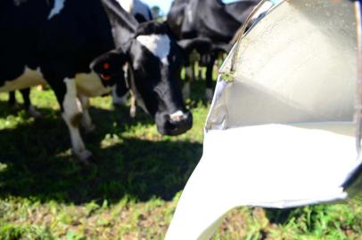 Produção de leite em Passo Fundo, no norte do Estado.