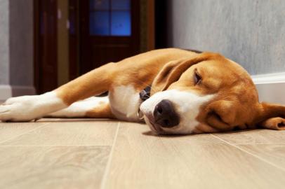  PORTO ALEGRE, RS, BRASIL, 22/10/2019- Sono dos dogs. (Foto: Soloviova Liudmyla / stock.adobe.com)Indexador: solovyovaFonte: 55901007Fotógrafo: Slleeping beagle dog on the wood