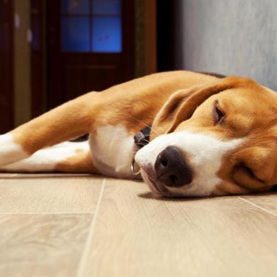  PORTO ALEGRE, RS, BRASIL, 22/10/2019- Sono dos dogs. (Foto: Soloviova Liudmyla / stock.adobe.com)Indexador: solovyovaFonte: 55901007Fotógrafo: Slleeping beagle dog on the wood