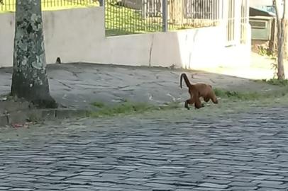 Bugio solto avistado na área urbana de Caxias do Sul.