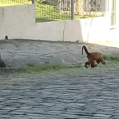 Bugio solto avistado na área urbana de Caxias do Sul.