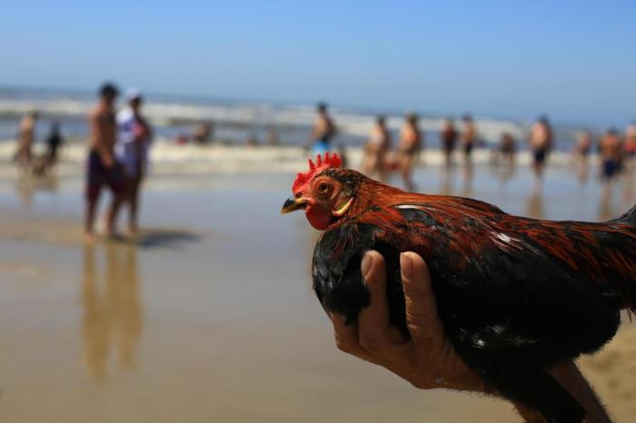 Relembrando, Sete-Galo