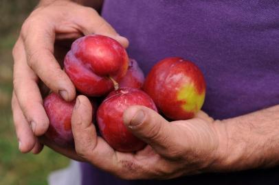  CAXIAS DO SUL, RS, BRASIL, 12/12/2019 - Safra de Frutas na Serra deve render 705 mil toneladas. NA FOTO: ex Mazzochi, produtor de ameixas de Ana Rech. Safra desta ano é 70% menor que o ano passado. (Marcelo Casagrande/Agência RBS)<!-- NICAID(14358007) -->