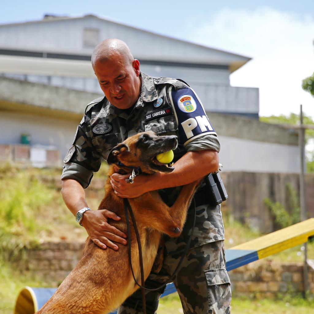 Pastor francês treinando no k9 com seu dono