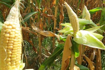 Colheita e qualidade do milho deverá ser prejudicada por conta da seca que atinge o estado. Na foto, produção de milho, em Paraí.