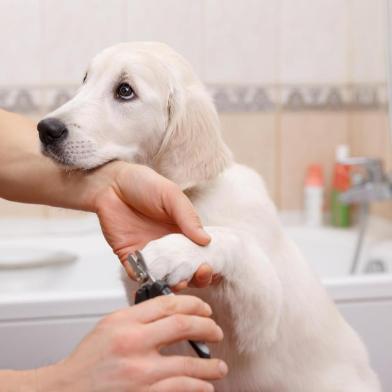 owner grooming his dog at homePORTO ALEGRE, RS, BRASIL,Manicure para cachorro. Higiene canina. (Foto: Iurii Sokolov / stock.adobe.com)Fonte: 98688001<!-- NICAID(14323106) -->