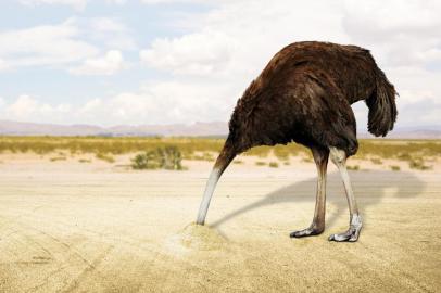  Illustration of an ostrich hiding his head in the sand in the desert . 3D rendering.Fonte: 209164154<!-- NICAID(14382740) -->