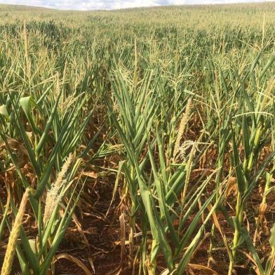 Nos Campos de Cima da Serra, a situação é crítica, como revelou o engenheiro agrônomo da Cooperativa Tritícola Mista Vacariense (Cooperval), César Tibola, em entrevista à Rádio Gaúcha Serra.