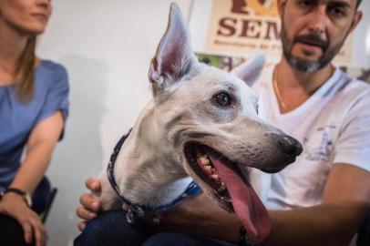 Aberta a agenda de entrevistas para adoção do Tintim, cão abandonado duas vezes no mesmo dia em São Leopoldo<!-- NICAID(14378648) -->