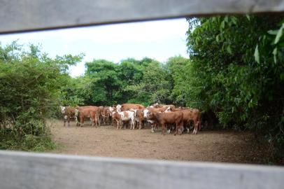  ITAQUI, RS, BRASIL - 20.12.2019 - Em Itaqui, na propriedade do produtor Glauco Monteiro, a chegada de 2020 é esperada com boas novidades. Para isso, o produtor deverá cuidar do plantio e da vacinação dos animais.<!-- NICAID(14366928) -->