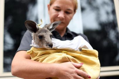  This photo taken on January 9, 2020 shows volunteer Sarah Price of wildlife rescue group WIRES, who are working to save and rehabilitate animals from the months-long bushfire disaster, taking care of a rescued kangaroo at her house on the outskirts of Sydney. - The fires -- common during the summer seasons but growing with intensity and frequency as a result of climate change -- are wiping out huge swathes of habitats in national parks and the bush for animals already weakened from a prolonged drought. (Photo by SAEED KHAN / AFP) / To go with Australia-fire-environment-climate-animal, FOCUS by Glenda KwekEditoria: DISLocal: SydneyIndexador: SAEED KHANSecao: fireFonte: AFPFotógrafo: STF<!-- NICAID(14383625) -->