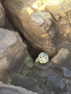 Reprodução / Facebook/ St. Mary's Seal Watch