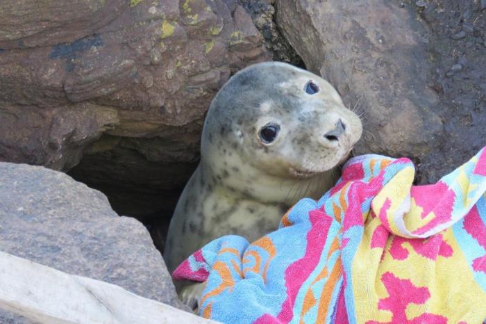 Reprodução / Facebook / St. Mary's Seal Watch