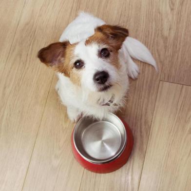  Comida para cães esfomeada com uma tigela vermelha vazia. Vista de alto ângulo.Indexador: SMRM1977Fonte: 281748115<!-- NICAID(14327106) -->