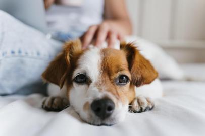  uma jovem caucasiana na cama a trabalhar no portátil. Cão pequeno bonito mentir além disso. Amor por animais e conceito de tecnologia. Estilo de vida dentro de casaFonte: 282330794<!-- NICAID(14327105) -->