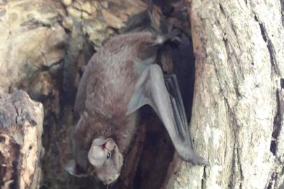Morcego resgatado pela SMAMS, devolvido À natureza<!-- NICAID(14386116) -->