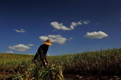 VACARIA, RS, BRASIL, 11/12/2018Produtores estão sendo afetados indiretamente pelo efeito do herbicida 2,4-D aplicado nas lavouras de soja.Plantação de alho do senhor Ivanir Marcon, produtor em Muitos Capões. (Lucas Amorelli/Agência RBS)<!-- NICAID(13870738) -->