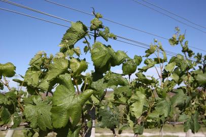  DOM PEDRITO- RS- BRASIL, 28/10/2019 - Produtores de uvas e oliveiras estão tendo prejuízos na lavoura, por causa do uso do herbicida 2,4 D usado pelos produtores de soja.   FOTO FERNANDO GOMES/ZERO HORA.<!-- NICAID(14306353) -->