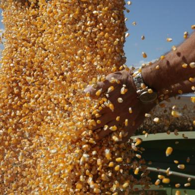  CAMPOSLINDOS-TO-DATA:20150620Campos Lindos, no Tocantins, faz parte do Matopiba.Irineu Possamai, proprietário da fazenda Panambi, natural de Ibirubá-RS, produtor gaúcho, planta na serra do Centro, em Campos Lindos-TO.Colheita do milho.FOTÓGRAFO:TADEUVILANI DATA:20150628<!-- NICAID(11509392) -->