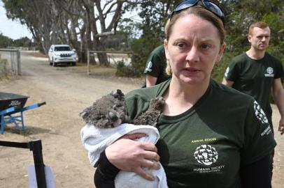  Humane Society International Crisis Response Specialist, Kelly Donithan carries a baby Koala she just rescued on Kangaroo Island on January 15, 2020. - On an island famed as Australias Galapagos for its unique and abundant wildlife, rescuers are racing to save rare animals in a bushfire-ravaged landscape. The charred forest floor on Kangaroo Island is littered with corpses of animals incinerated by the blazes that swept through two weeks ago. (Photo by PETER PARKS / AFP) / TO GO WITH: Australia fire environment climate animal, FOCUS by Holly ROBERTSONEditoria: DISLocal: Kangaroo IslandIndexador: PETER PARKSSecao: fireFonte: AFPFotógrafo: STF<!-- NICAID(14389408) -->