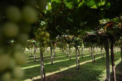 CAXIAS DO SUL, RS, BRASIL (15/01/2020)Imprensa e convidados conhecem os passeios que serão oferecidos durante a 14ª La Prima Vendemmia, em Nova Roma do Sul. A festa ocorre nos dias 24, 25, 26 e 31 de janeiro e 1 e 2 de fevereiro. (Antonio Valiente/Agência RBS)