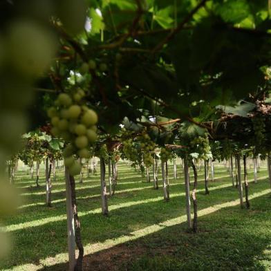 CAXIAS DO SUL, RS, BRASIL (15/01/2020)Imprensa e convidados conhecem os passeios que serão oferecidos durante a 14ª La Prima Vendemmia, em Nova Roma do Sul. A festa ocorre nos dias 24, 25, 26 e 31 de janeiro e 1 e 2 de fevereiro. (Antonio Valiente/Agência RBS)