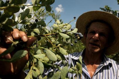  CAXIAS DO SUL, RS, BRASIL, 14/01/2019Produção orgânica de Mirtilo. Pedro Rodrigues dos Santos, produtor de mirtilo, morador da ala direita da Linha Feijó.(Lucas Amorelli/Agência RBS)