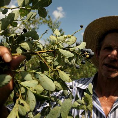  CAXIAS DO SUL, RS, BRASIL, 14/01/2019Produção orgânica de Mirtilo. Pedro Rodrigues dos Santos, produtor de mirtilo, morador da ala direita da Linha Feijó.(Lucas Amorelli/Agência RBS)