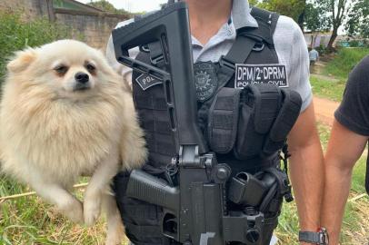 PORTO ALEGRE -13 dos 60 Lulus da pomerânia levados de canil em Eldorado do Sul são recuperados pela Polícia Civil.<!-- NICAID(14394200) -->