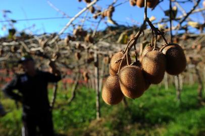  FARROUPILHA, RS, BRASIL 23/06/2017O futuro do kiwi em farroupilha. Pomares estão sendo atingidos por uma doença e a área plantada tem se reduzido no município nos últimos anos. Na foto: O produtor Sérgio Bohm. (Felipe Nyland/Agência RBS)