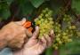 Por que a região dos Altos Montes colherá uvas de maior qualidade mesmo com estiagem