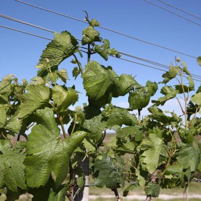  DOM PEDRITO- RS- BRASIL, 28/10/2019 - Produtores de uvas e oliveiras estão tendo prejuízos na lavoura, por causa do uso do herbicida 2,4 D usado pelos produtores de soja.   FOTO FERNANDO GOMES/ZERO HORA.<!-- NICAID(14306362) -->