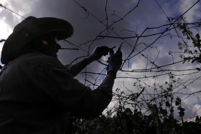  CAXIAS DO SUL, RS, BRASIL, 27/08/2019 - Produtores de uva Roni e Marta Castoldi realizam a poda dos parreirais no interior de Caxias do Sul. (Marcelo Casagrande/Agência RBS)<!-- NICAID(14224371) -->