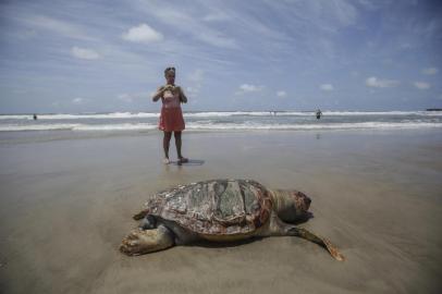  XANGRI-LÁ, RS, BRASIL, 28/01/2020- Tartaruga morta é encontrada em Atlântida. (FOTOGRAFO: ANDRÉ ÁVILA / AGENCIA RBS)