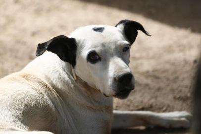 Cachorro resgatado no Dilúvio aguarda adoção.<!-- NICAID(12622892) -->