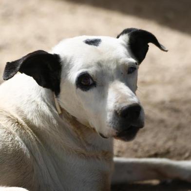 Cachorro resgatado no Dilúvio aguarda adoção.<!-- NICAID(12622892) -->