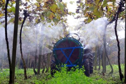  PORTO ALEGRE - RS - BR - 04.06.2019Aplicação de agrotóxicos em uma plantação de uvas.FOTÓGRAFO: TADEU VILANI AGÊNCIARBS EDITORIA CAMPO E LAVOURA<!-- NICAID(14106612) -->