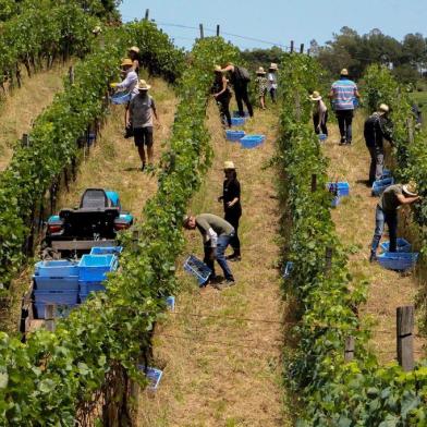  Os vinhateiros amadores colhem as uvas Pinot Noir que serão vinificadas