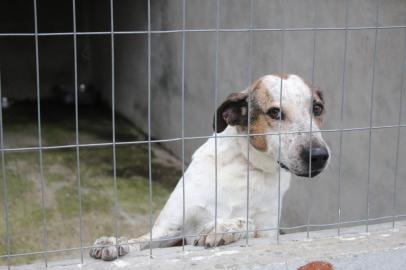 Cães abrigados na Unidade de Saúde Animal Vitória.<!-- NICAID(14403703) -->