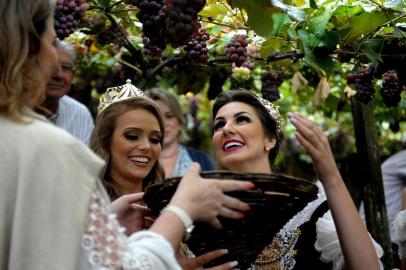  CAXIAS DO SUL, RS, BRASIL, 3/02/2019Abertura da colheita da uva de Caxias no São Bráz. (Lucas Amorelli/Agência RBS)