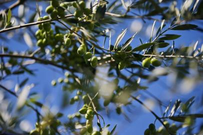  VIAMÃO, RS, BRASIL, 19-03-2019: Colheita das azeitonas em oliveiras plantadas na Quinta da Estância, em Viamão (FOTO FÉLIX ZUCCO/AGÊNCIA RBS, Caderno Campo).<!-- NICAID(14002195) -->