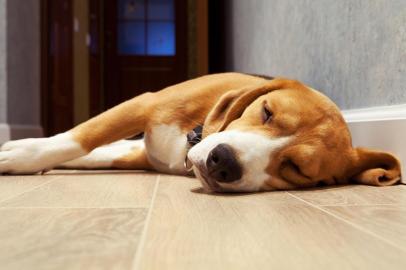  PORTO ALEGRE, RS, BRASIL, 22/10/2019- Sono dos dogs. (Foto: Soloviova Liudmyla / stock.adobe.com)Indexador: solovyovaFonte: 55901007Fotógrafo: Slleeping beagle dog on the wood<!-- NICAID(14298888) -->