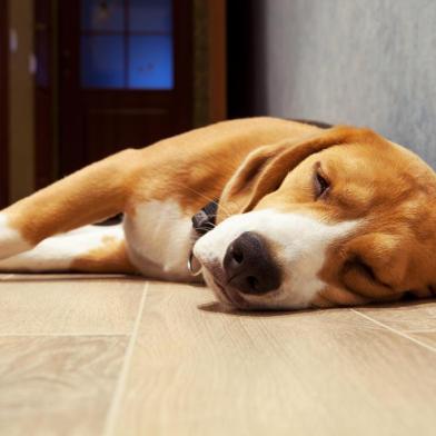  PORTO ALEGRE, RS, BRASIL, 22/10/2019- Sono dos dogs. (Foto: Soloviova Liudmyla / stock.adobe.com)Indexador: solovyovaFonte: 55901007Fotógrafo: Slleeping beagle dog on the wood<!-- NICAID(14298888) -->