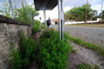  CAXIAS DO SUL, RS, BRASIL, 04/02/2020. A Companhia de Desenvolvimento de Caxias do Sul (Codeca) vai iniciar amanhã (05/02), uma ação para agilizar a roçada e a capina em 10 bairros e loteamentos de Caxias do Sul. Denominada Operação Rua Limpa, a força-tarefa tem 120 funcionários que vão remover o excesso de vegetação em ruas, avenidas e canteiros. Segundo a empresa, o mato alto prejudica motoristas e pedestres. Na foto, Rua Luiza Ronca, ao lado da sede da AABB, bairro Cinquentenário. (Porthus Junior/Agência RBS)